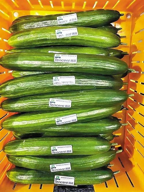 吃瓜网每日大赛 qq瓜群,QQ瓜群热议不断，精彩瞬间盘点